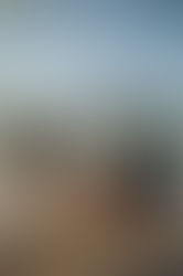 Tartaruga-de-pente é encontrada novamente após 15 Anos em Noronha