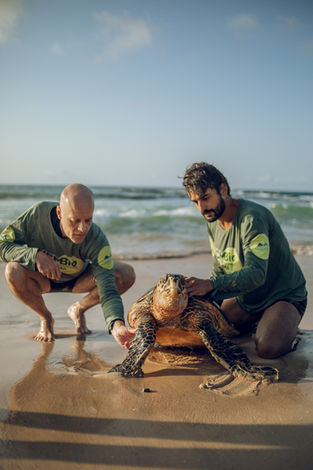 Tartaruga-de-pente é encontrada novamente após 15 Anos em Noronha