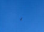 IMG_2176.jpeg