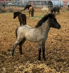 Hyde Away Ranch Blue Catalina