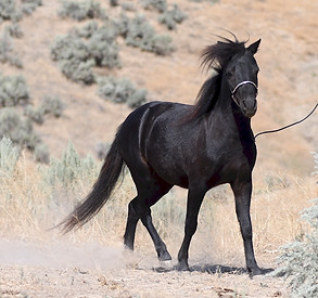 Sundance LB Davina SA