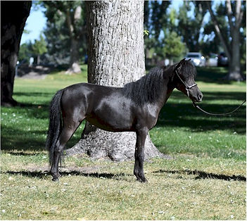 Hyde Away Ranch Blue Miss Z