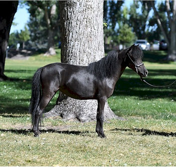 Hyde Away Ranch Blue Miss Z