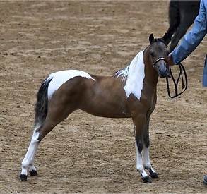 Hyde Away Ranch Unique Ritz N Glitz