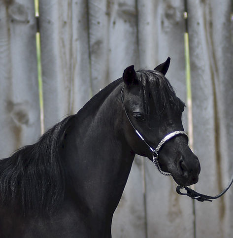 Hyde Away Ranch Blue Diamond