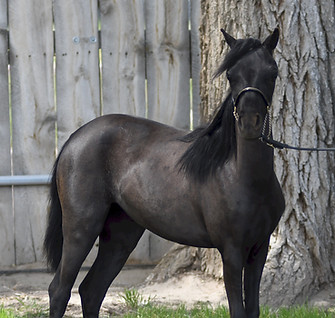 Hyde Away Ranch Unique Just Elegant