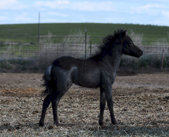 Hyde Away Ranch Blue It's About Time