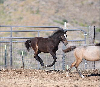 Hyde Away Ranch Unique Gallant Lad