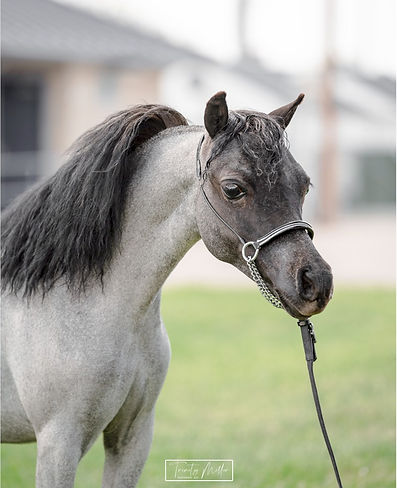 Hyde Away Ranch Blue Jazmine