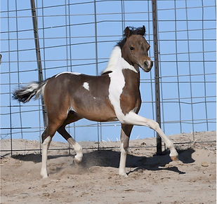Hyde Away Ranch Unique Flash