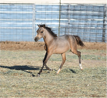 Hyde Away Ranch Unique Sheza Diva