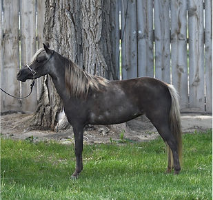 Hyde Away Ranch Talkin Silver Mist