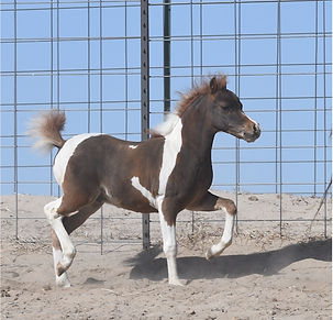 Hyde Away Ranch Chips HotTator