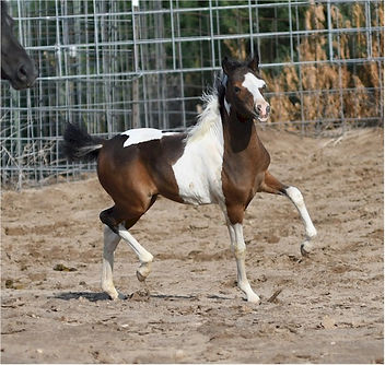 Hyde Away Ranch Rocks Oreanna
