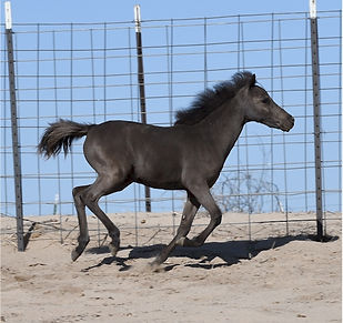 Hyde Away Ranch Fine Chase