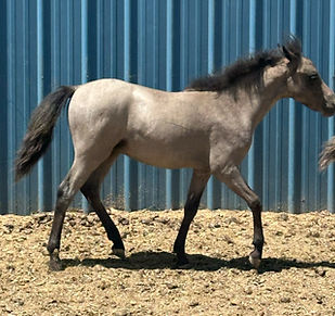 HYDE AWAY RANCH FINE TASTIC "TASER"