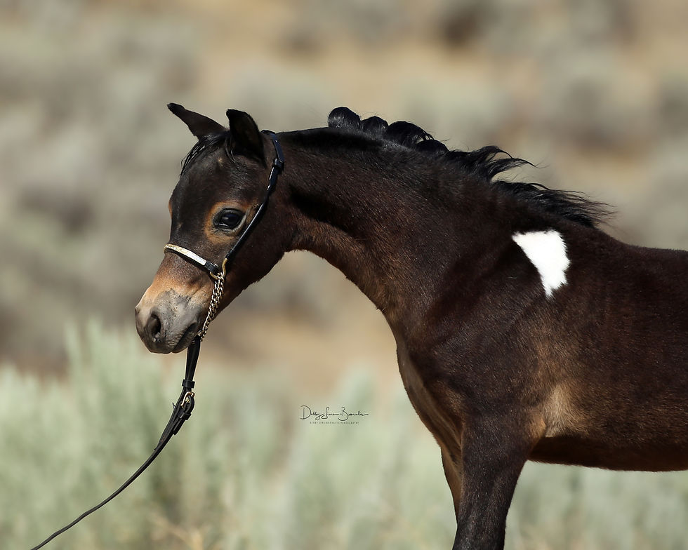 Hyde Away Ranch Unique Blue Fox