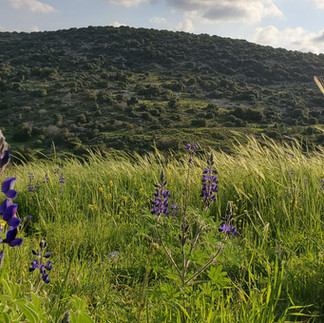 Purple lupine flowers blooming in a grassy field on the Gilboa ridge during spring.