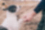 person-playing-with-dogs-outside.jpg