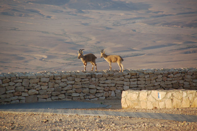 Desert gazelles near a water reservoir in the Negev Desert wildlife habitat in Israel