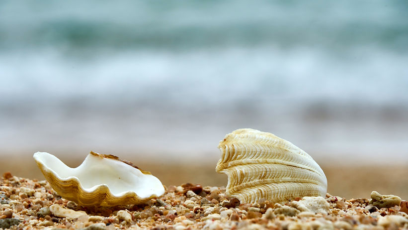 close-up-seashell-beach.jpg