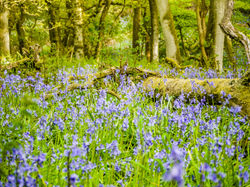 Bluebell Woods, Falkirk