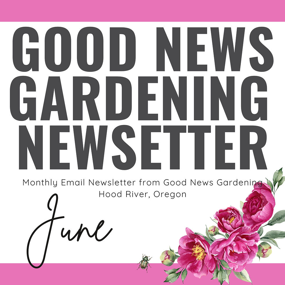A graphic of the Good News Gardening Newsletter letterhead and a watercolor graphic of dark pink peonies and an iridescent green beetle