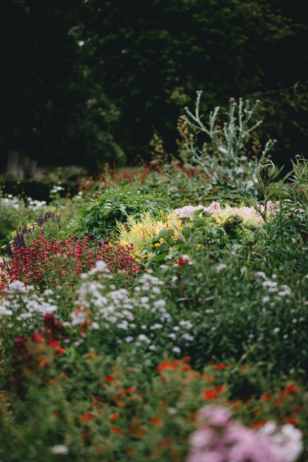 an image of a beautiful and wild flower garden with lots of colorful blooms and interesting texture