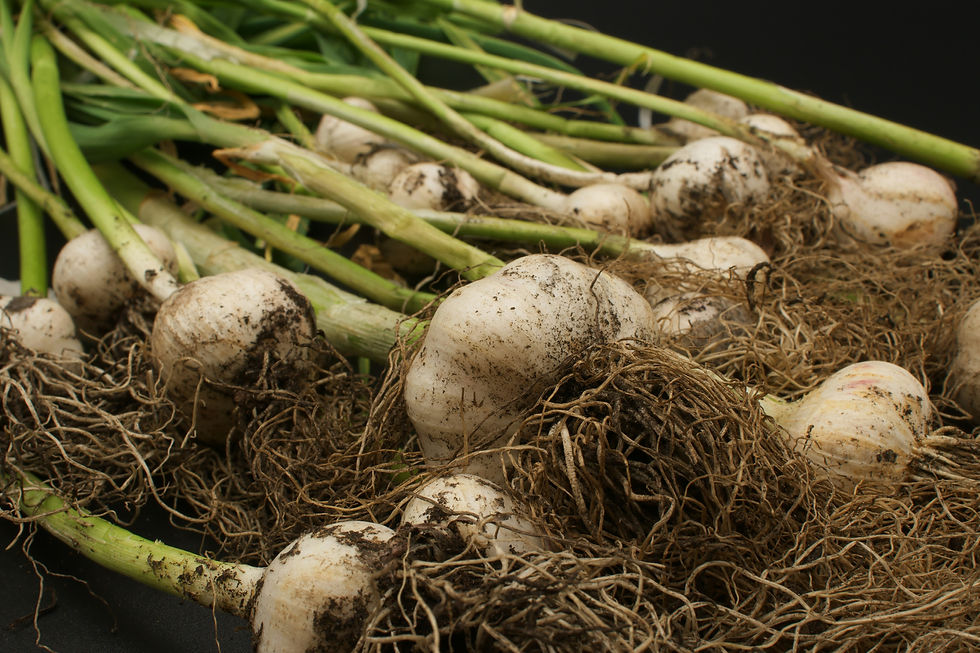 an image of homegrown garlic taken directly from the ground. the garlic still has stems and roots attached and is still dirty from the garden soil