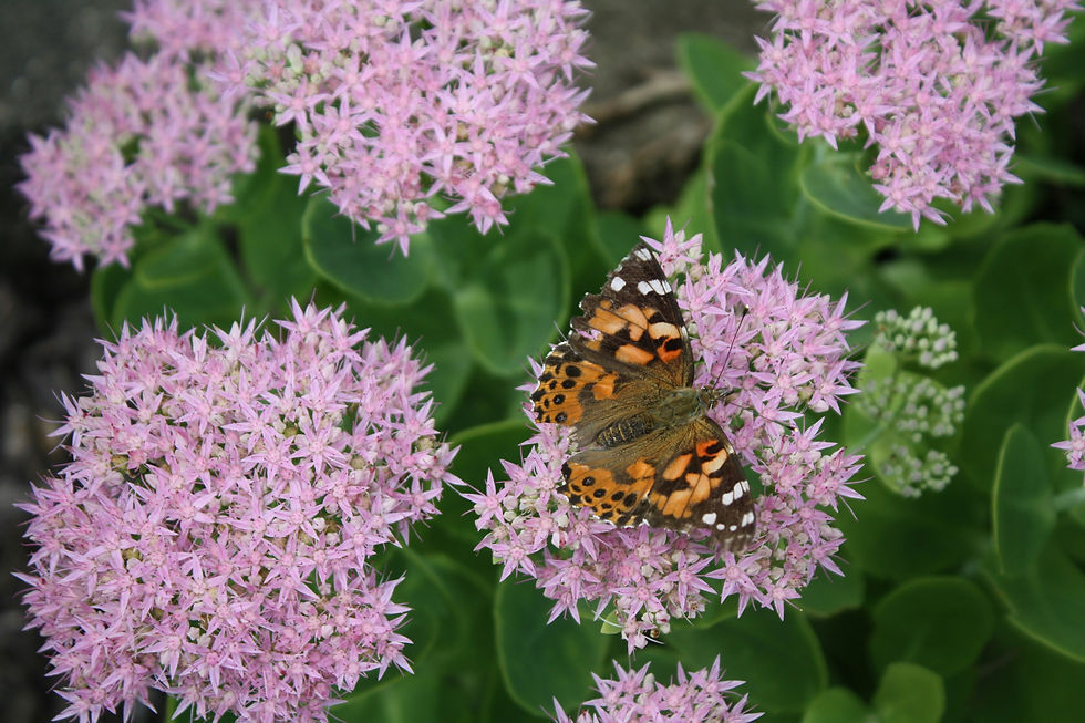 A photo of pale purple sedum with an orange and black moth perched on a blossom