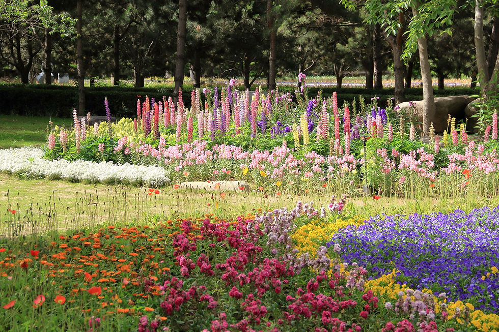 An image of a lush perennial garden, featuring tall lupin, light pink snap dragons, low red poppies, and many other brightly colored varieties of flowers