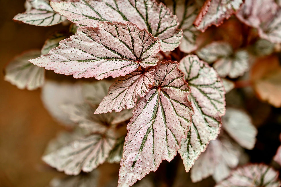 a close up image of the leaves of an indoor/outdoor begonia plant