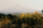 An image of Mount Hood with a flower garden in the foreground