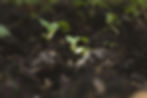 an image of hands holding deep, dark, rich brown soil