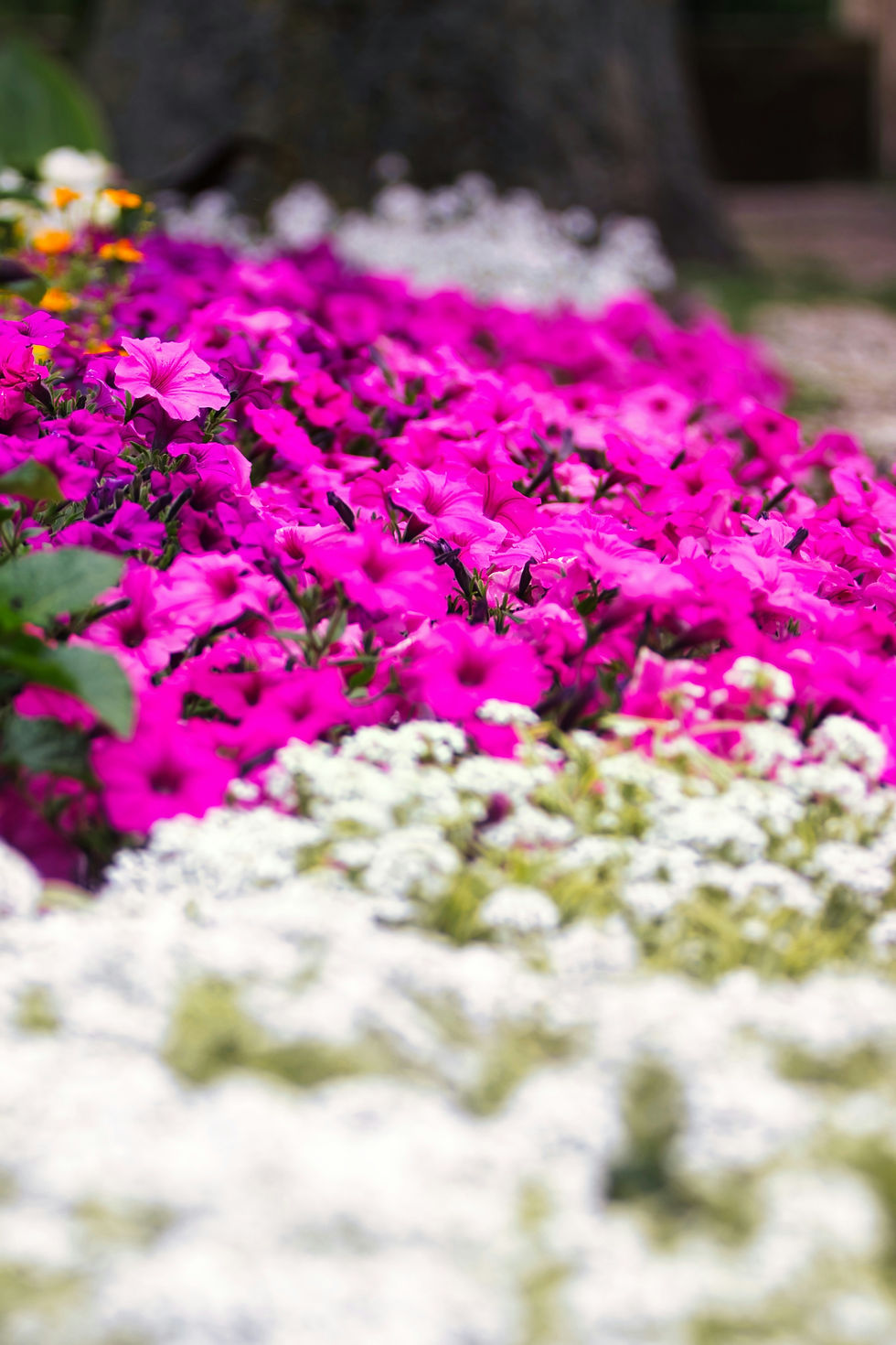 An image of ground cover flowers in a flower bed, including rock daphne and petunias.