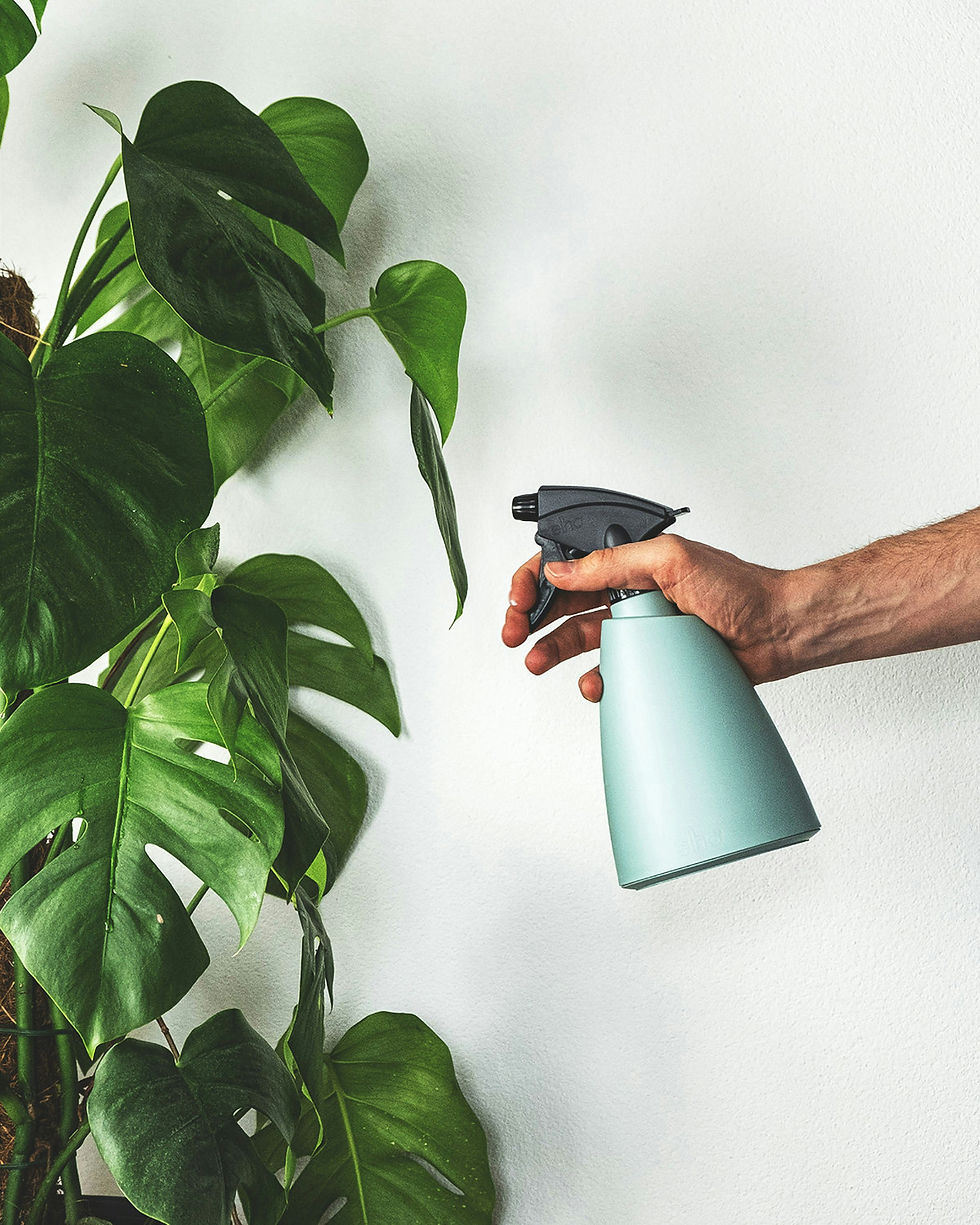 An image of a monstera deliciosa plant in front of a white backdrop. An arm is entering the frame from the right with a pale green spray bottle.