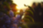 a romantic image of a close-up view of a branch of a lilac bush with a glowy yellow sunset in the background