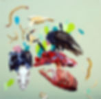 Turkey Vultures & Centipedes