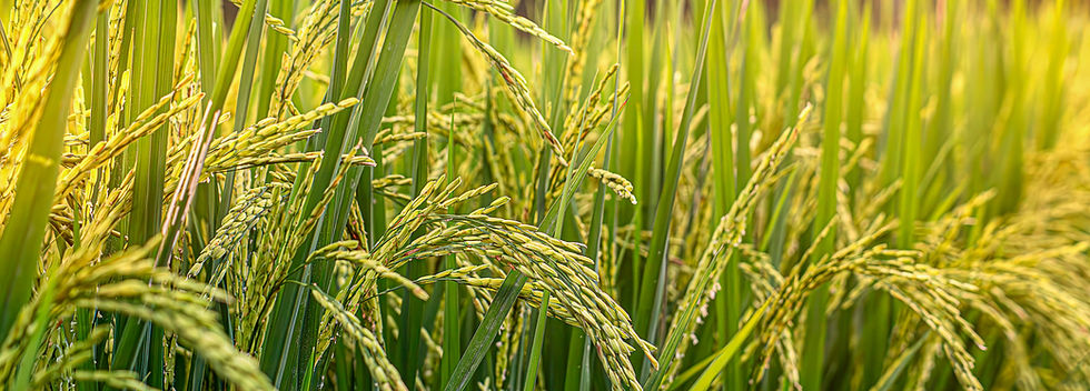 Mature rice in rice field, The rice fields are under the blue sky. The rice is growing in