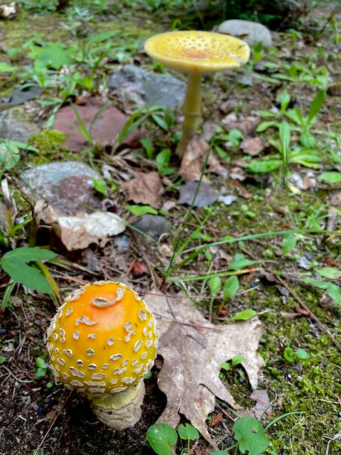 Fly Agaric Mushrooms