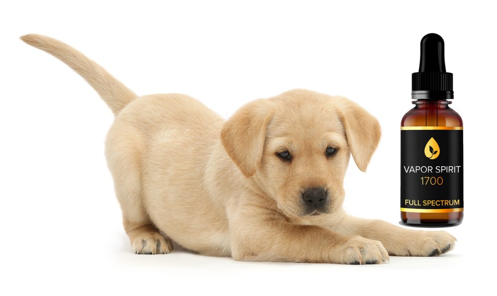 CBD Hund. CBD Öl für Hunde?