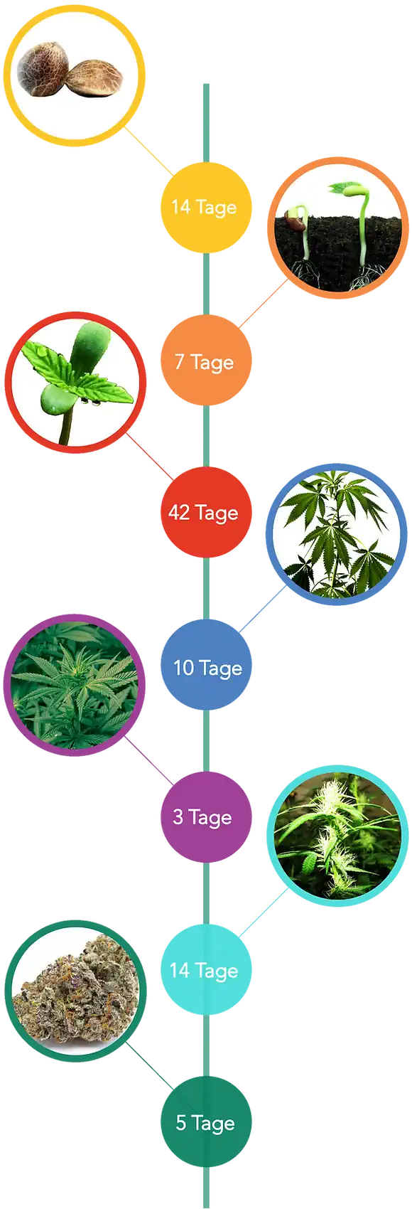 cbd öl produktion schweiz