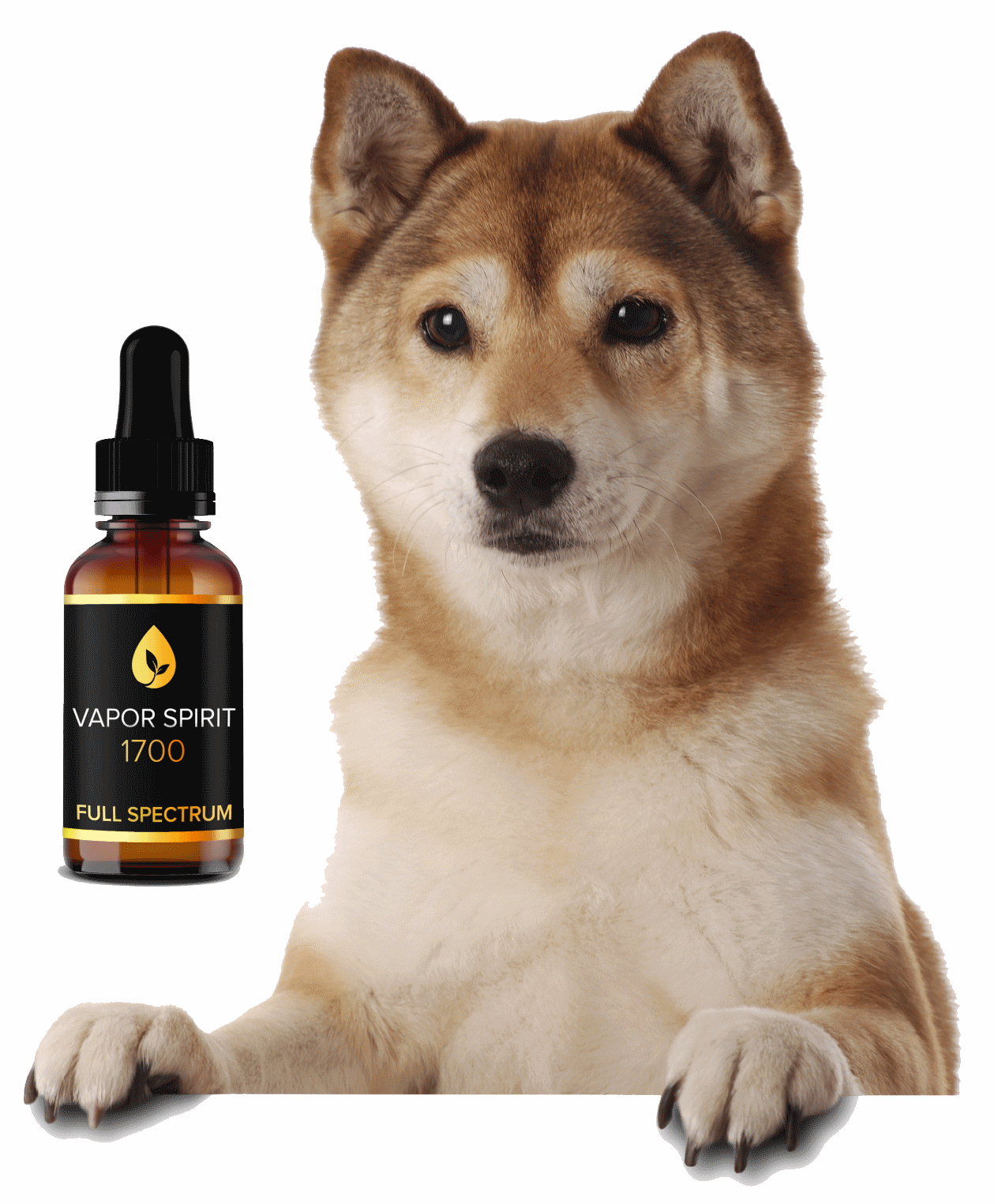 cbd hunde