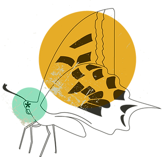 Bosquejo de la mariposa 