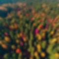 Aerial view of a lush forest with varying colored trees