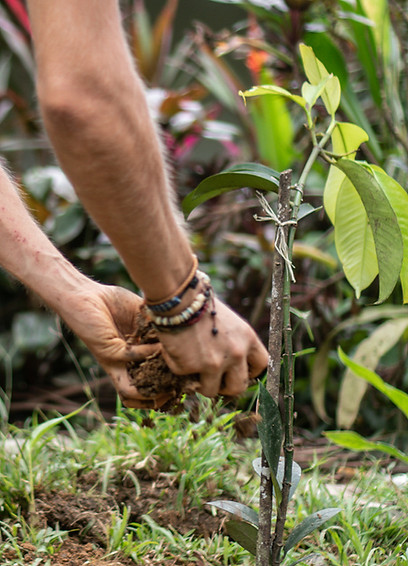 planting