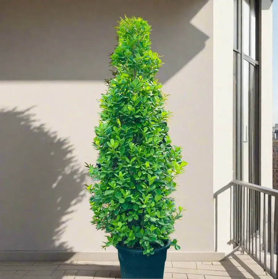 Ficus Panda (Cone Shape) 2 Meter