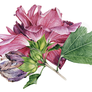 Hibiscus%20syriacus%20'Amplissimus'_edited.png