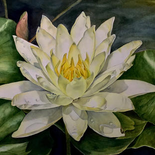 Fearless Nymphaea