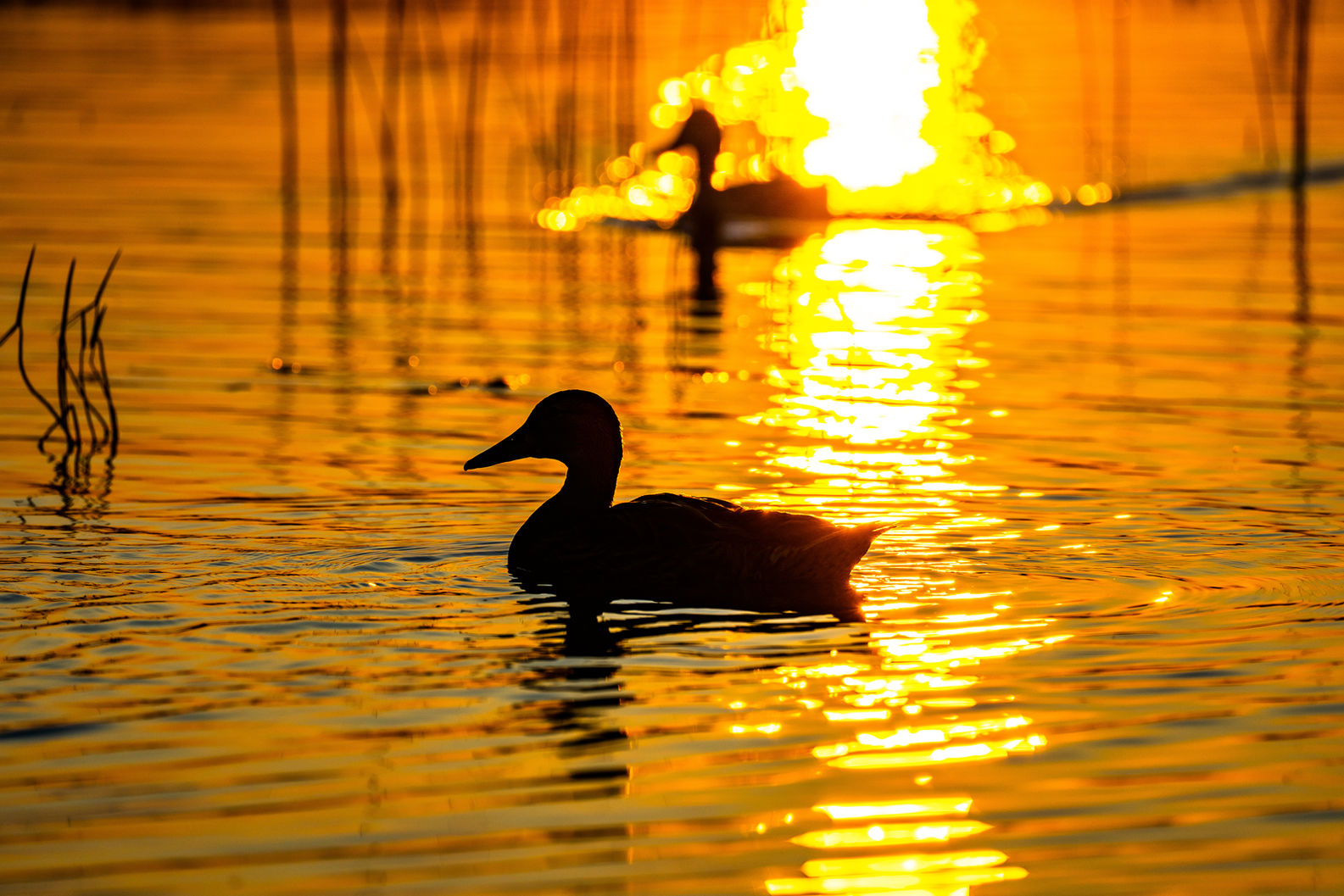 Ducks and wildlife at our michigan vacation resort